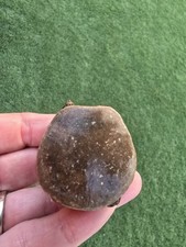 Mosasaur caudal tail for sale  Frisco