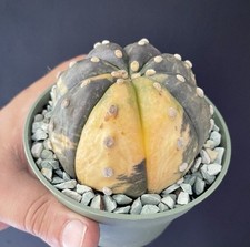 énorme cactus panaché d'occasion  Aire-sur-l'Adour
