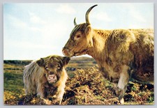 Continental chrome postcard for sale  Westminster