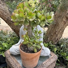 Jade plant money for sale  Van Nuys