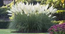 Cortaderia selloana sunningdal gebraucht kaufen  Goch