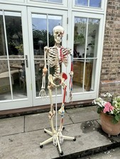 180cm skeleton anatomical for sale  STEYNING