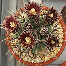 Semi cactus sclerocactus usato  Spedire a Italy