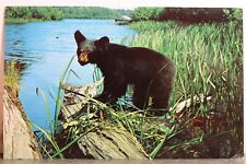 postal bear for sale  Wilmington