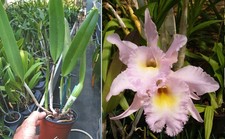 Cattleya tokyo orchidée d'occasion  Fumel
