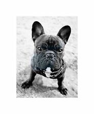 French bulldog dog for sale  EDINBURGH