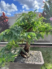 Tamarind bonsai. fruit for sale  Riverview