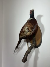 Taxidermy tassidermia fagiano usato  Torino