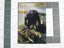 Vtg sasquatch cryptozoology for sale  West Islip