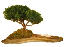 Shimpaku juniper bonsai for sale  Patchogue