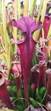 Sarracenia moorei f22giant usato  Casalmaggiore