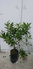 Pianta pianta kumquat usato  Altamura