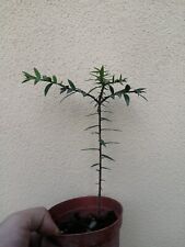 Araucaria bidiwillii piantina usato  Napoli