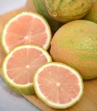 Pink lemon tree for sale  Saylorsburg