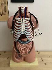 Vintage medical human for sale  Shipping to Ireland