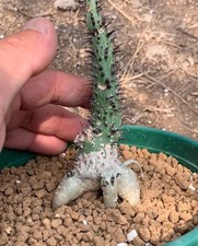 Sale rare plant for sale  Shipping to United Kingdom