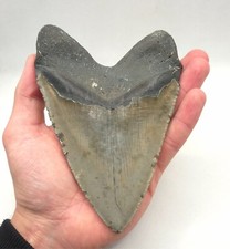 Kantenlänge megalodon haizahn gebraucht kaufen  Puchheim