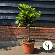 Mini bay tree for sale  BRAINTREE
