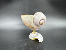 Conch sea shell for sale  Sarasota