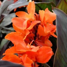 Canna cannova duo for sale  UK