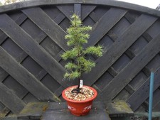 Bonsai cedus atlas for sale  CANNOCK