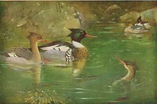 Merganser duck vintage for sale  DEREHAM