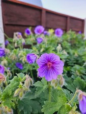 Purple violet geranium for sale  MANCHESTER