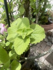 Organic cuban oregano for sale  West Palm Beach