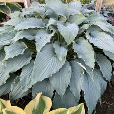 Hosta wind beneath for sale  Oak Creek