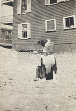 1910s american staffordshire for sale  New Hartford