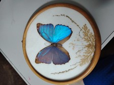Schmetterling brasilien echt gebraucht kaufen  Bomlitz
