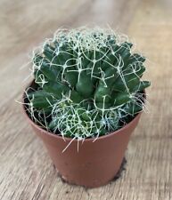 Mammillaria camptotricha decip for sale  SHEFFIELD