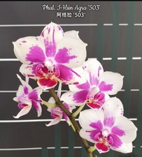 Reduced phalaenopsis hsin for sale  SHREWSBURY