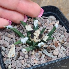 Ariocarpus agavoides vaso usato  Trevi