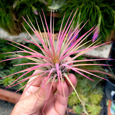 Ionantha pink air for sale  Vacaville