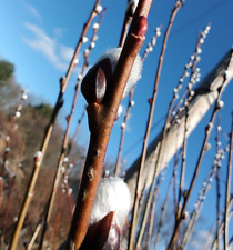Salix discolor larger for sale  Irwin