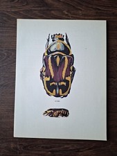 Vintage beetle insect for sale  DERBY