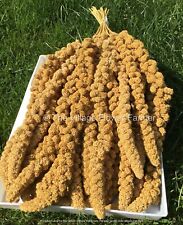 Millet sprays yellow for sale  HEREFORD