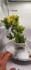 Starter bonsai tree for sale  LIVERPOOL