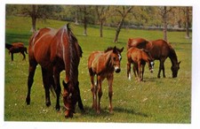 Beautiful scene thoroughbred for sale  Ortonville