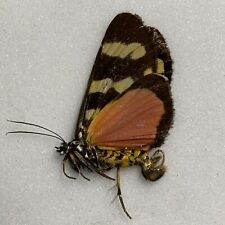 Butterfly moth kindoroko for sale  READING