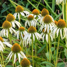 Echinacea purpurea white for sale Echinacea purpurea white for sale  BURTON-ON-TRENT