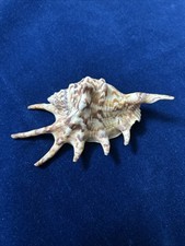 Seashell large lambis for sale  Citrus Heights