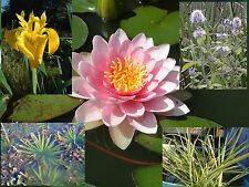 Starter pack pond for sale  TOTNES