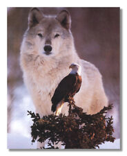 American bald eagle for sale  Springdale