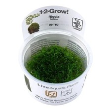 Tropica riccia fluitans gebraucht kaufen Tropica riccia fluitans gebraucht kaufen  Herzogenaurach