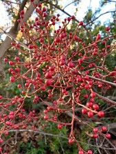 Cyprus turpentine pistacia for sale  Trabuco Canyon