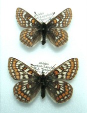 Pair lappland fritillary for sale  FOLKESTONE