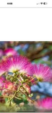 Mimosa persian silk for sale  Malone