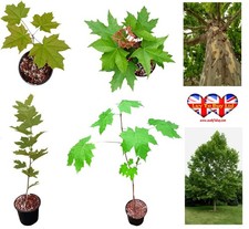 Maple tree norway for sale Maple tree norway for sale  HUDDERSFIELD